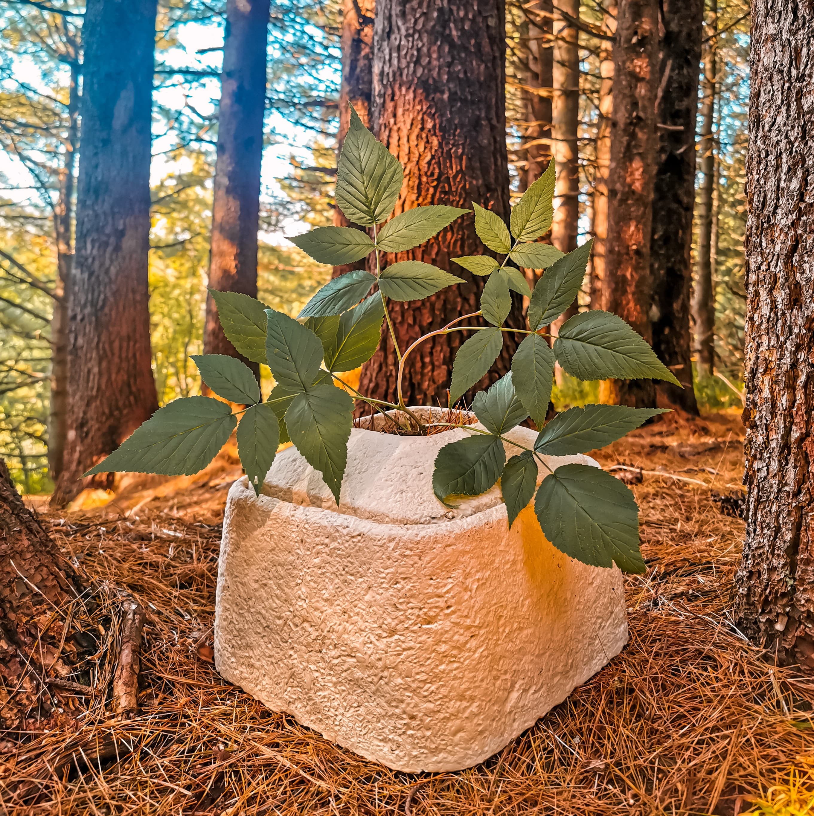 Urn made from mycelium