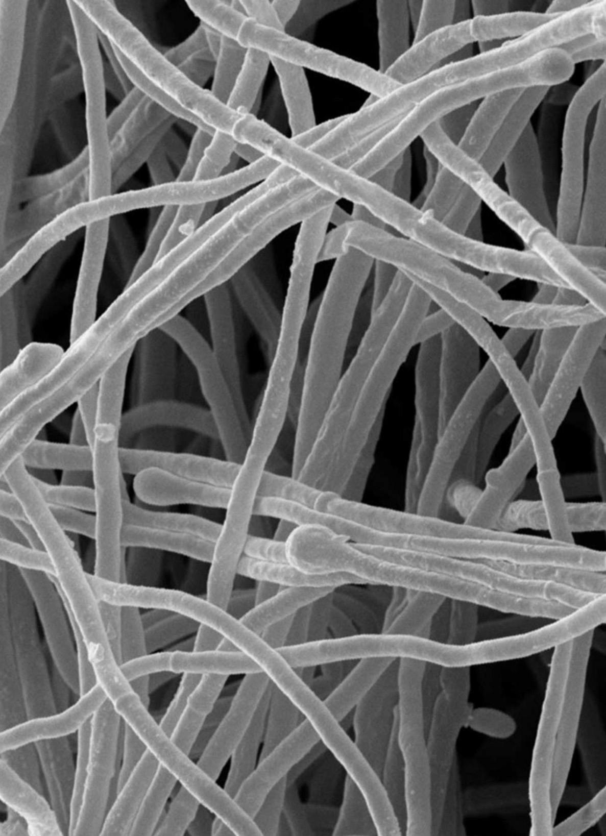 Hyphae is the root-like structure of mycelium